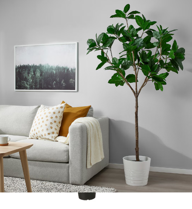 Large Décor Plant Magnolia
