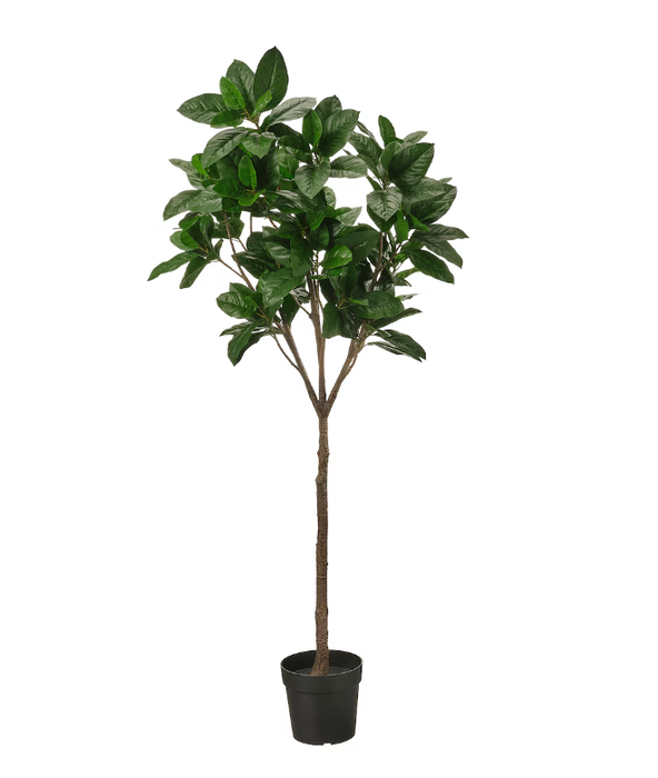 Large Décor Plant Magnolia
