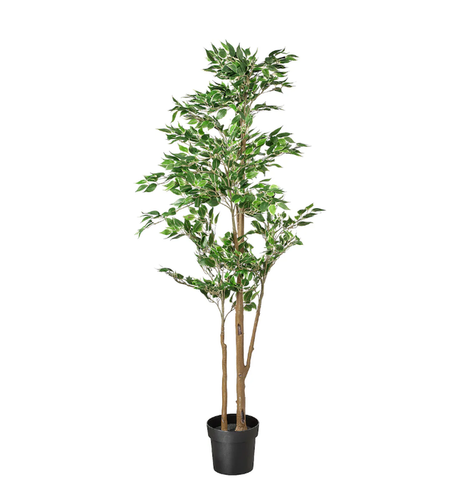 Large Décor Plant Weeping Fig