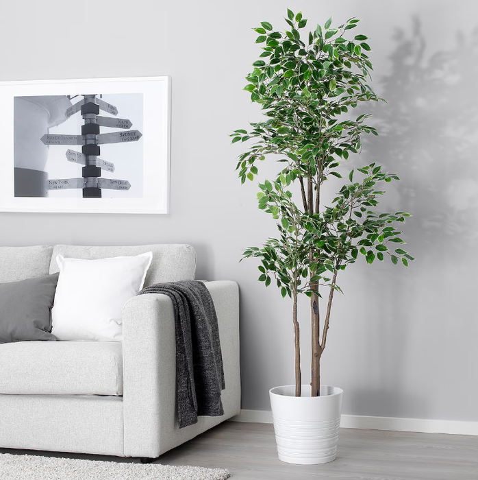 Large Décor Plant Weeping Fig