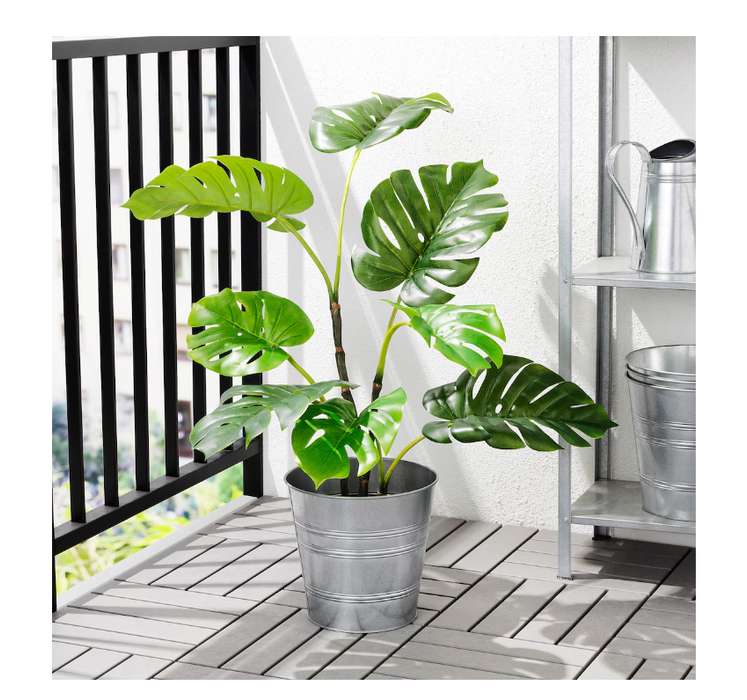 Medium Décor Plant Monstera