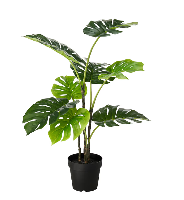 Medium Décor Plant Monstera
