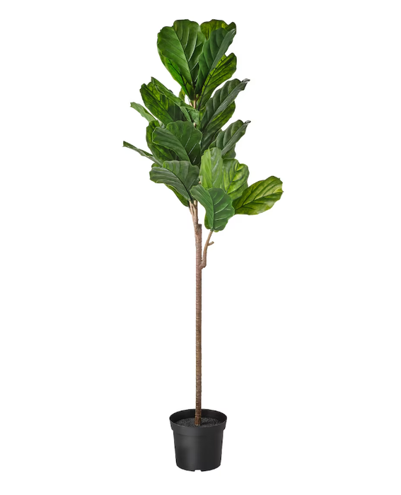Large Décor Plant Fiddle-Leaf Fig