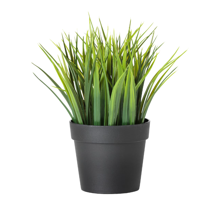 Small Décor Plant