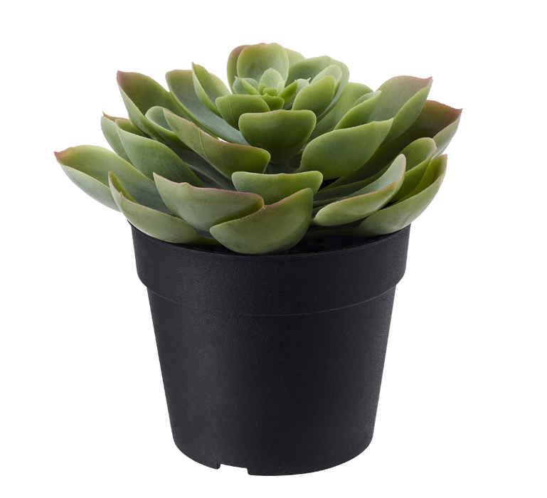 Small Décor Plant (Variation)